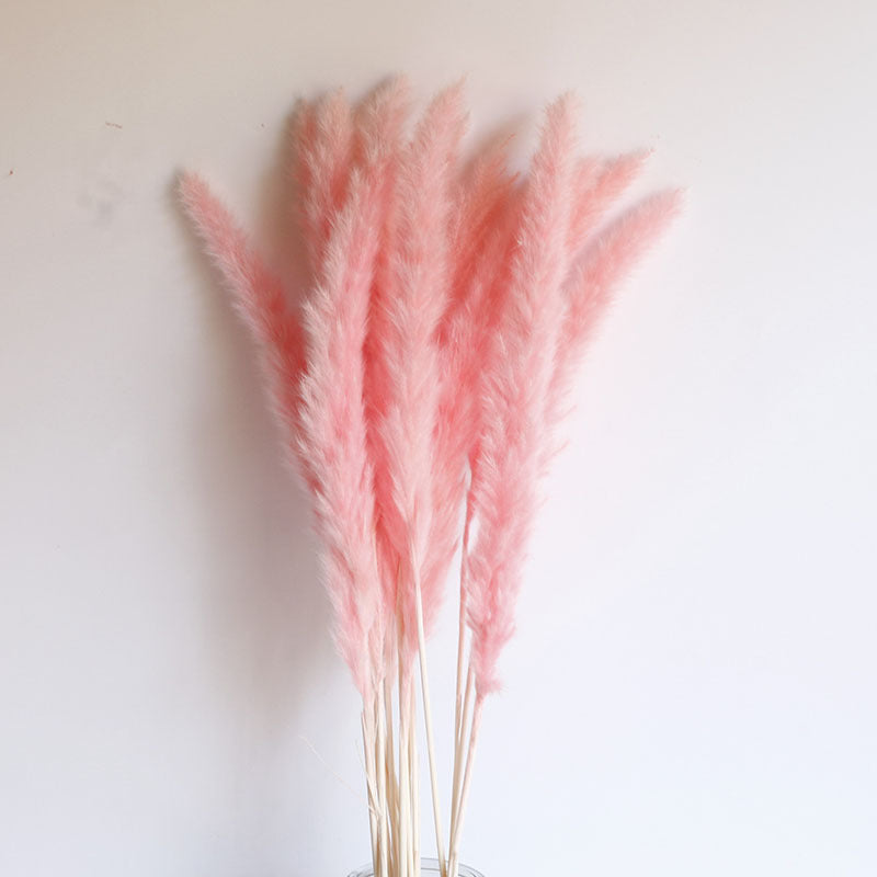 Dried Pampas Grass Bouquet – 60cm, 15 Stems, Natural Tones | Loam & Linen