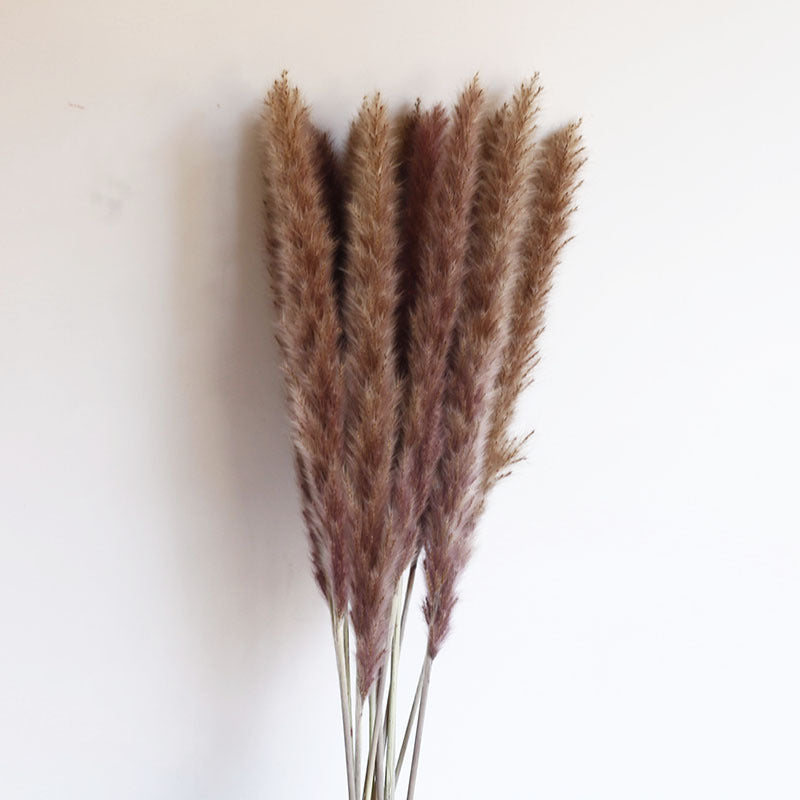 Dried Pampas Grass Bouquet – 60cm, 15 Stems, Natural Tones | Loam & Linen
