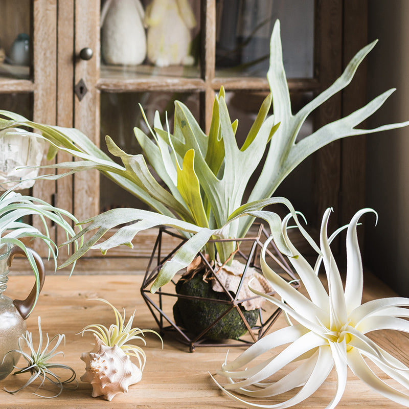 Faux Staghorn Fern Wall Decor