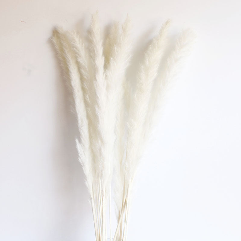 Dried Pampas Grass Bouquet – 60cm, 15 Stems, Natural Tones | Loam & Linen