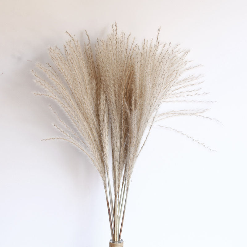 Dried Pampas Grass Bouquet – 60cm, 15 Stems, Natural Tones | Loam & Linen