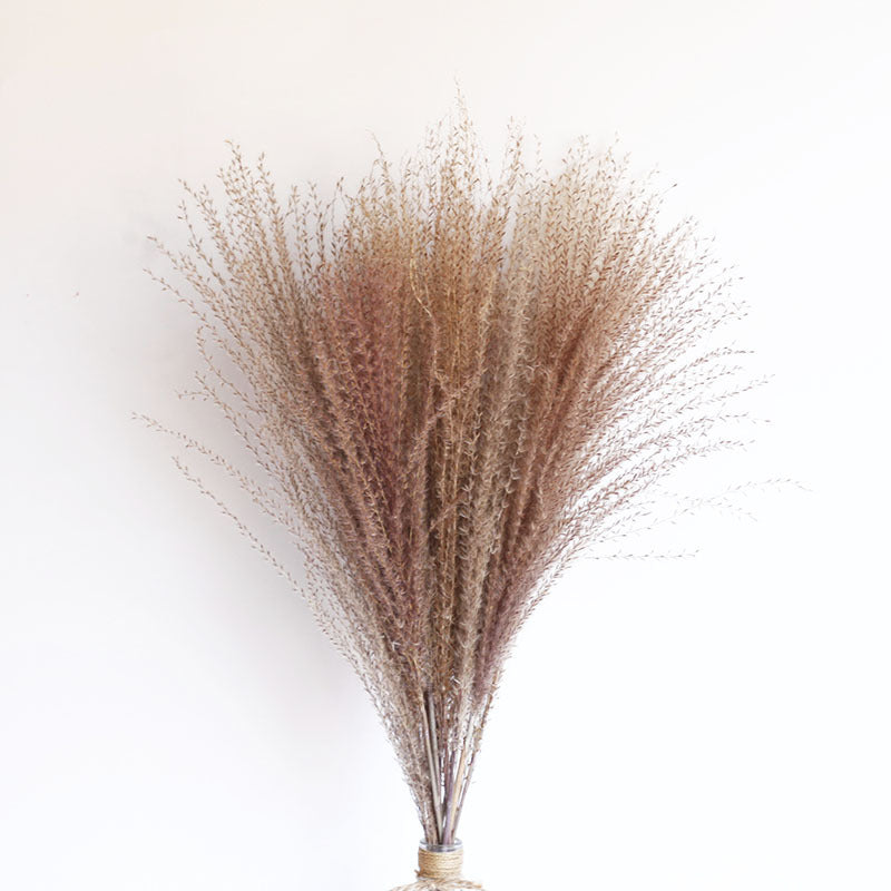 Dried Pampas Grass Bouquet – 60cm, 15 Stems, Natural Tones | Loam & Linen