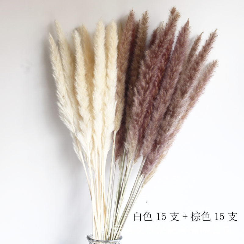 Dried Pampas Grass Bouquet – 60cm, 15 Stems, Natural Tones | Loam & Linen
